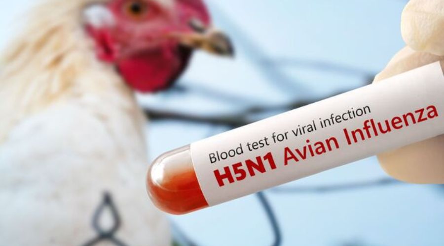 Clicca per accedere all'articolo Circolare ministeriale su "Focolai di Influenza Aviaria da sottotipo H5N1"