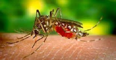 Clicca per accedere all'articolo Virus della West Nile disease: prevenzione e sorveglianza